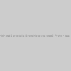 Image of Recombinant Bordetella Bronchiseptica engB Protein (aa 1-207)